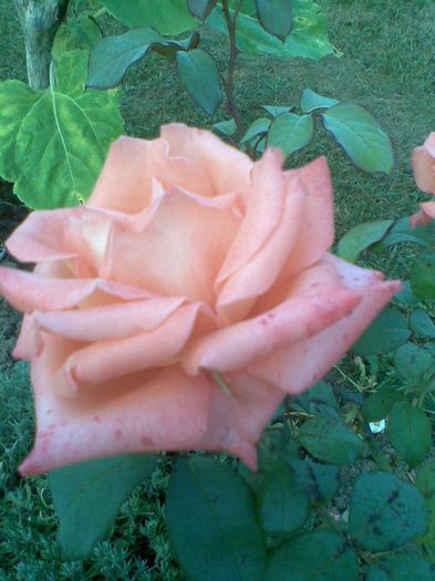 Trandafir - Flori la mosie