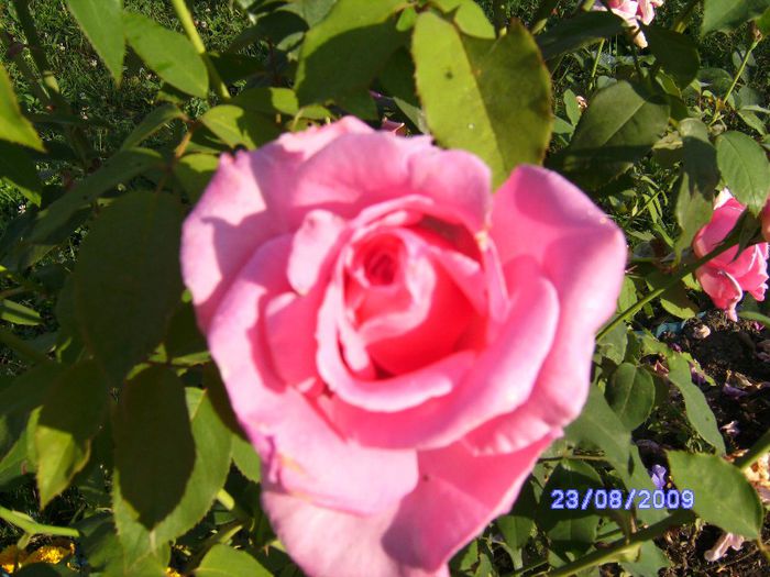 Trandafir roz - Flori la mosie