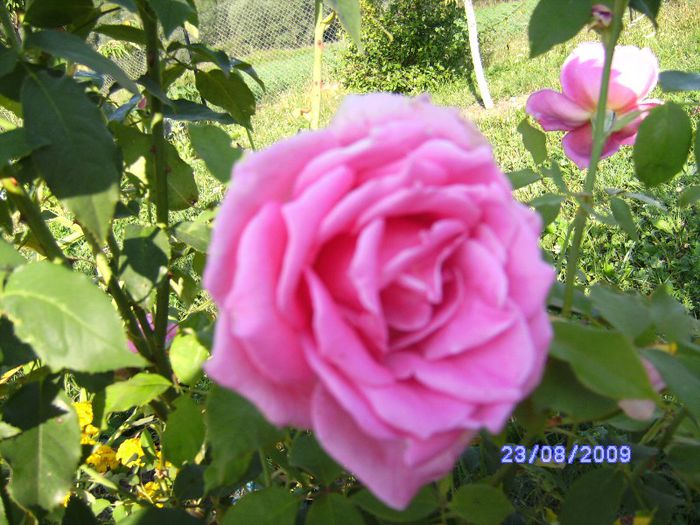 Trandafir parfumat - Flori la mosie