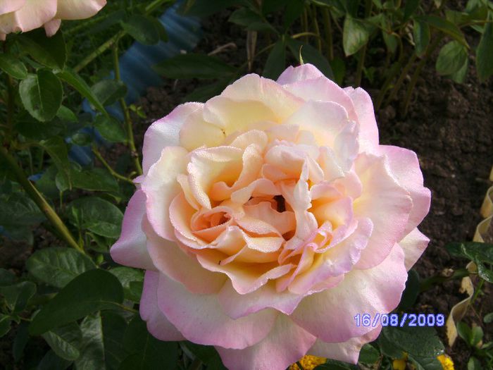 Trandafir cu flori foarte mari - Flori la mosie