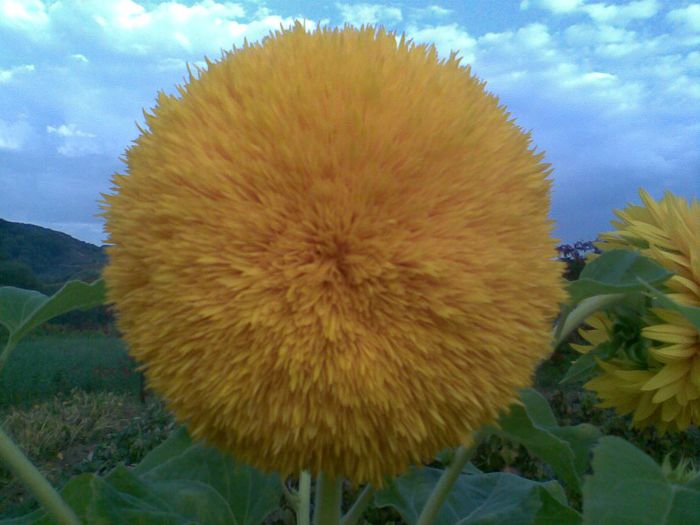 Floarea soarelui - Flori la mosie