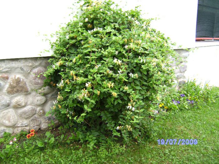 Caprifoi (cu parfum divin)