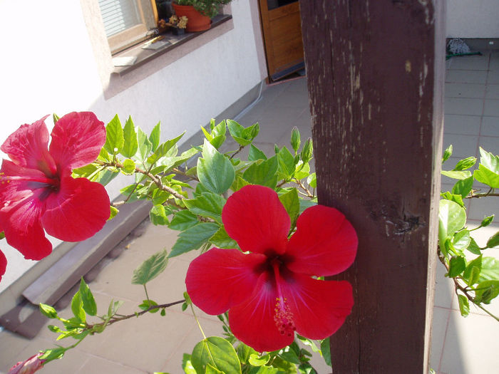 P1010416 - FLORI 2013