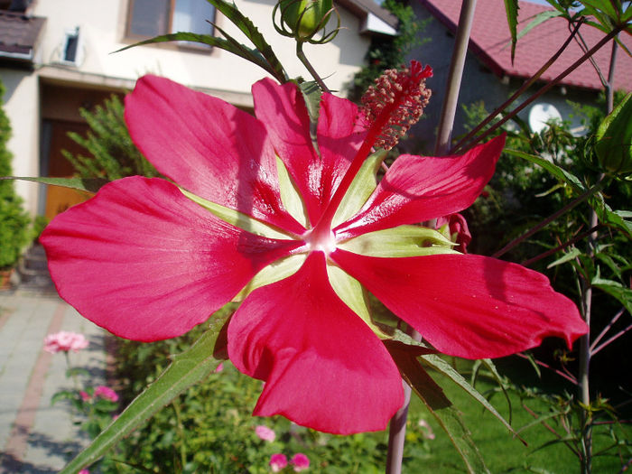 P1010422 - Hibiscus Moscheutous 2013