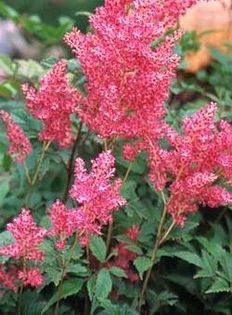 astilbe Bressingham Beauty - ASTILBE