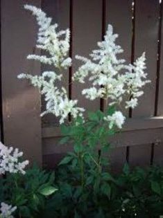 astilbe Diamant