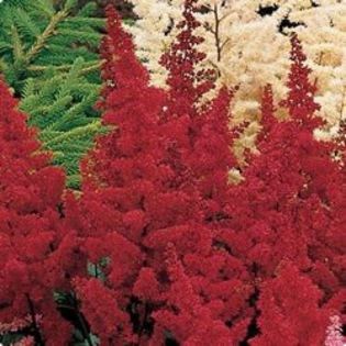 astilbe Granat - ASTILBE