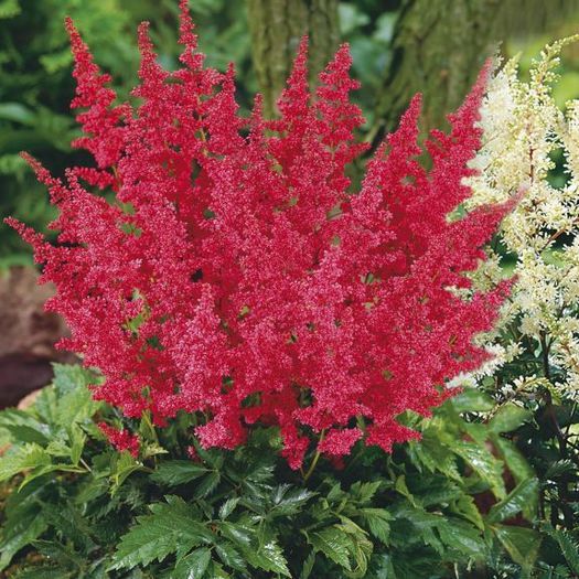 Astilbe Montgomery - ASTILBE