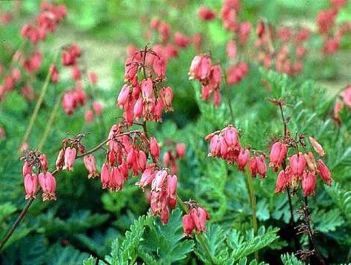 Dicentra Adrian Bloom - DICENTRA