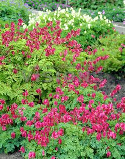 Dicentra formosa Adrian Bloom - DICENTRA