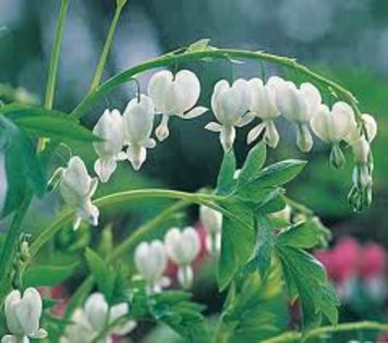 Dicentra spectabilis Alba - DICENTRA