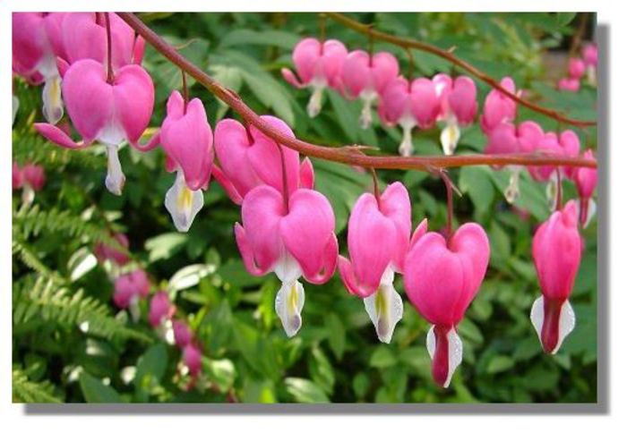 dicentra Pink and White - DICENTRA