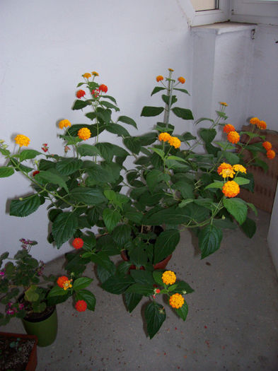 147_2675 - LANTANA