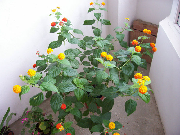 147_2676 - LANTANA