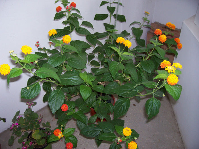 147_2677 - LANTANA