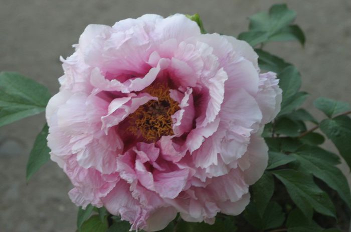 Paeonia suffruticosa Lilac - BUJOR ARBUSTIV