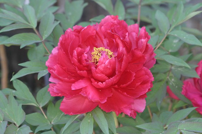 Paeonia suffruticosa Red - BUJOR ARBUSTIV