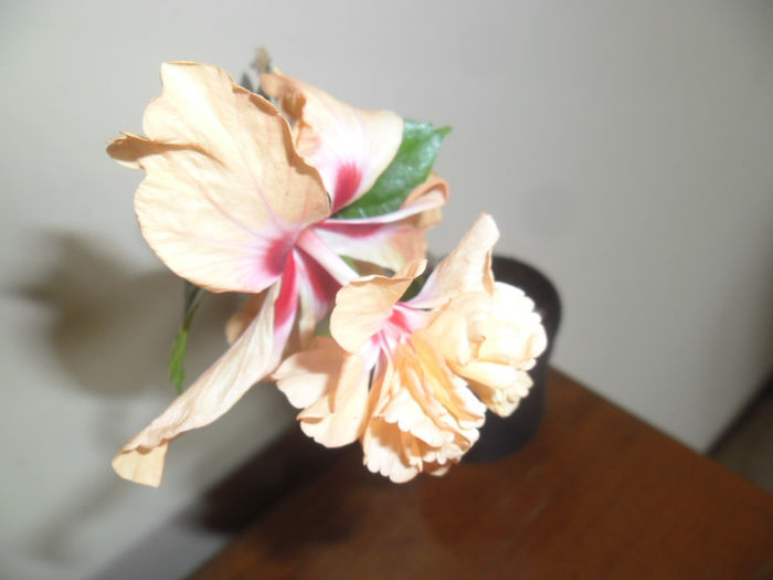 El Capitolio - Hibiscus 2013-2