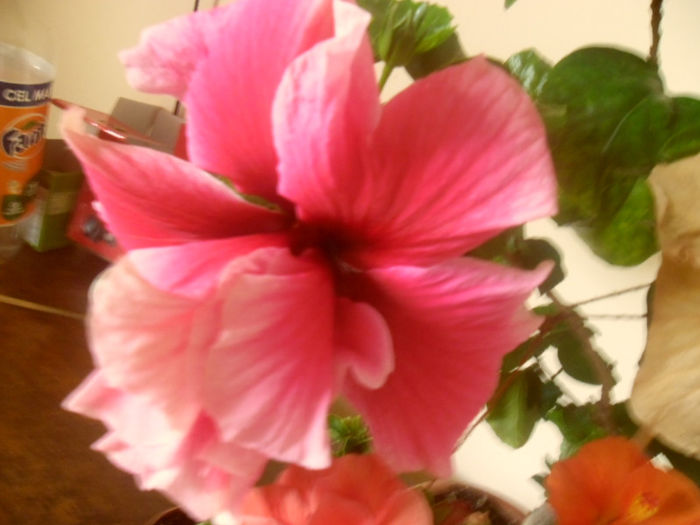 Charles Septembre - Hibiscus 2013-2