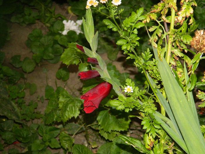 DSCN8220 - Gradinita dupa vacanta din iulie 2013