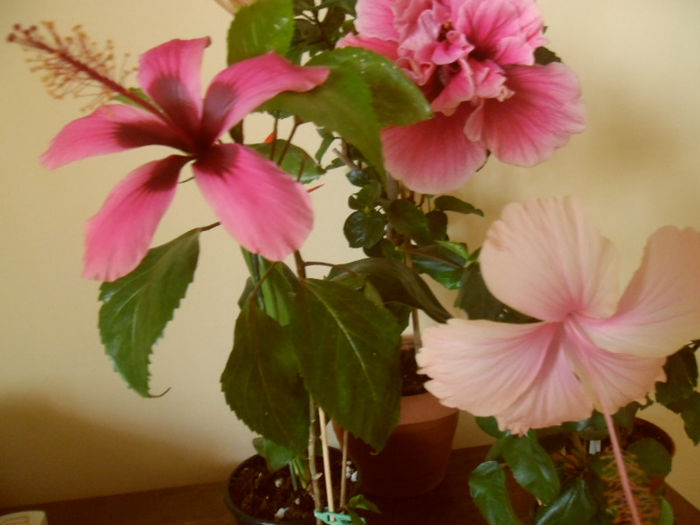 hibiscus grup - Hibiscus 2013-2