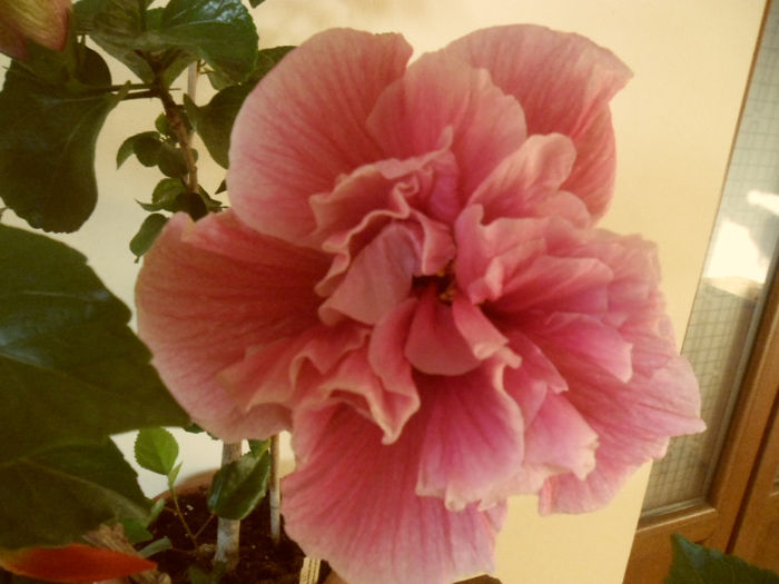 Charles Septembre - Hibiscus 2013-2