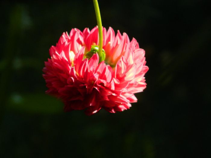 DSCN8419