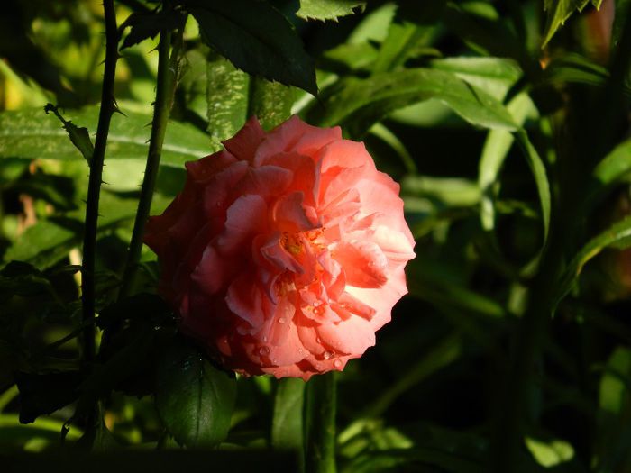 DSCN8422