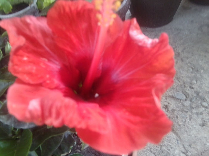 Fotografie5129 - hibiscusi 2013-2