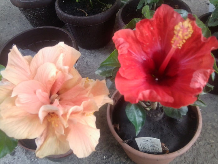 Fotografie5132 - hibiscusi 2013-2