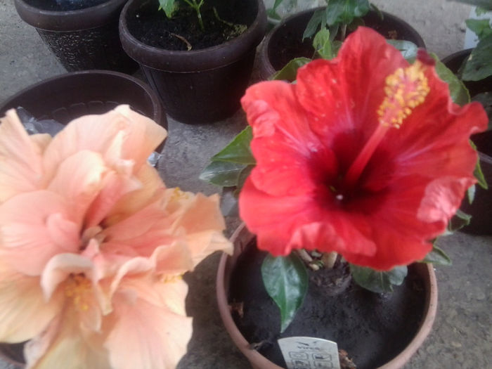 Fotografie5133 - hibiscusi 2013-2