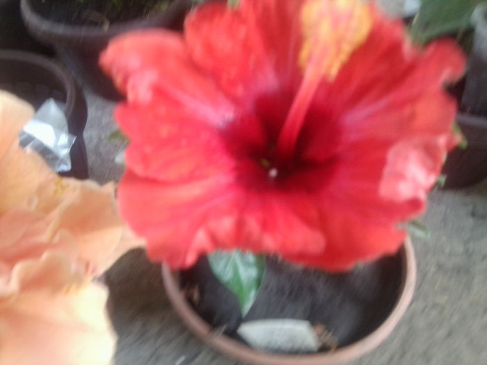 Fotografie5134 - hibiscusi 2013-2