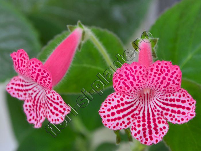 Kohleria Sunna (ni)