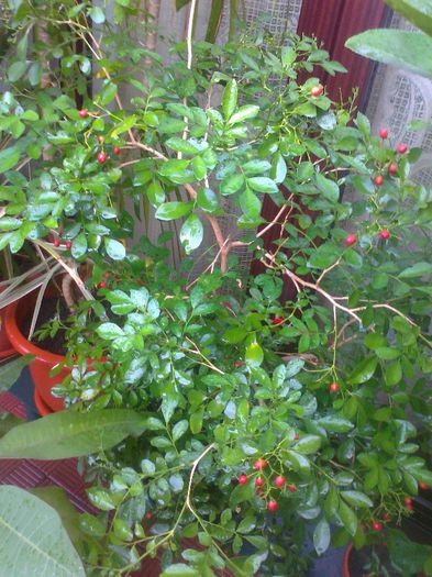 2013-07-29 07.33.01-4 - 0 gradina mea 2013