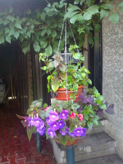 2013-07-29 07.48.18-1 - 0 gradina mea 2013