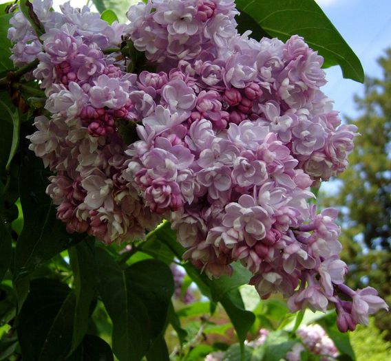 Syringa Belle de Nancy - LILIAC