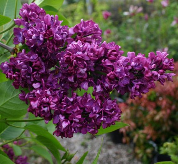 syringa Charles Joly - LILIAC