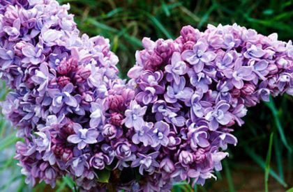 Syringa Katharine Havemeyer