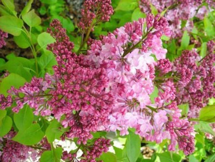 Syringa Maidens Blush - LILIAC