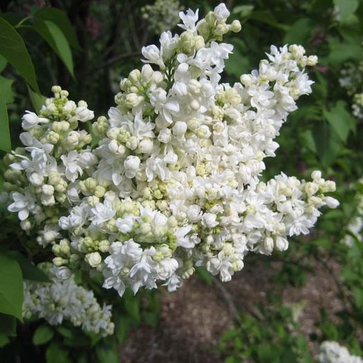 syringa M-me Lemoine - LILIAC