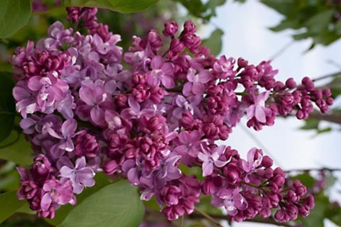 Syringa Prince Volkonsky - LILIAC