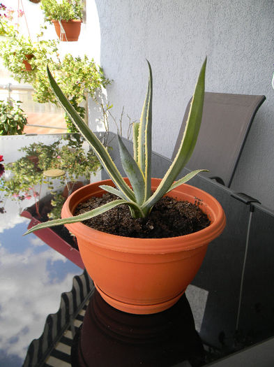 DSCN6726 - Copy; AGAVE AMERICANA MEDIOPICTA
