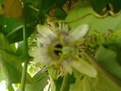 Adenopoda - Passiflora 2013