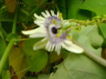  - Passiflora 2013