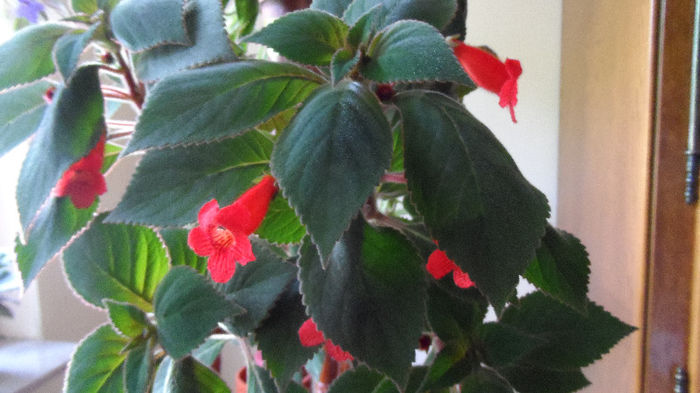 Kohleria. - Violete africane