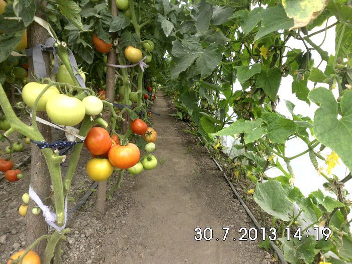 DSCI1359 - Copy - RECOLTA DE ROSII 2013