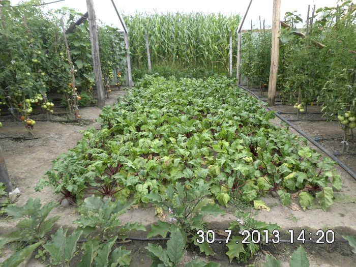 DSCI1363 - Copy - RECOLTA DE ROSII 2013