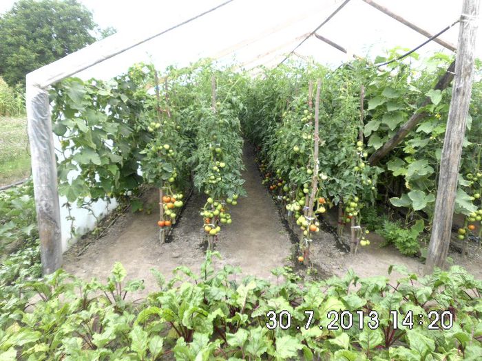 DSCI1365 - Copy - RECOLTA DE ROSII 2013