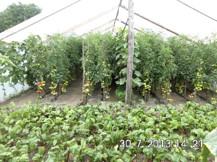 DSCI1366 - Copy - RECOLTA DE ROSII 2013