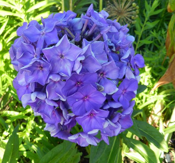 Phlox p. Blue Paradise